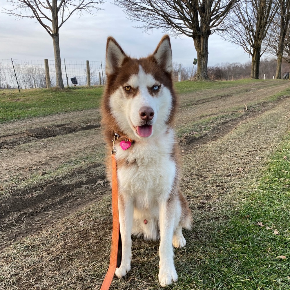 Meet your Posher, Kara